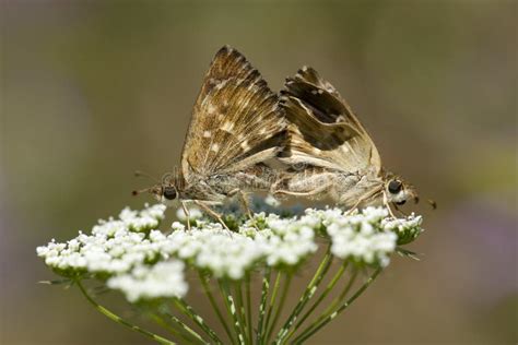 kaasjeskruiddikkopje|Kaasjeskruiddikkopje/Mallow skipper (Carcharodus alceae)